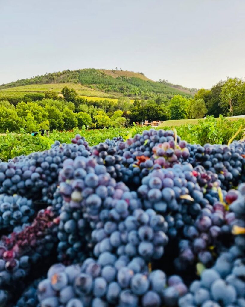 Freshly harvested wine grapes with vineyards and the Simonsberg at Morgenhof Estate