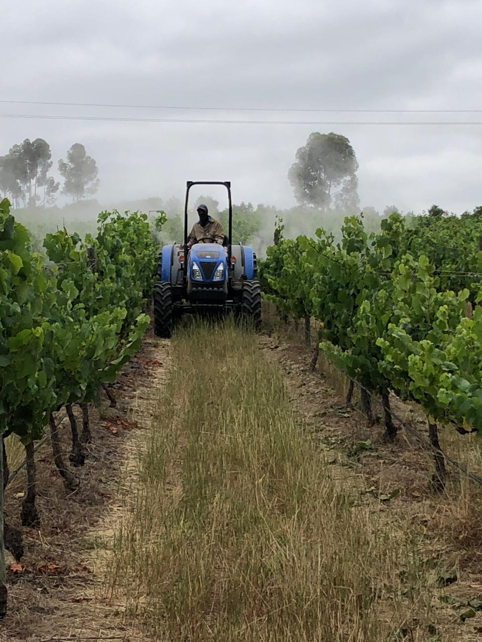 Tractor working between the vine rows at Morgenhof Estate