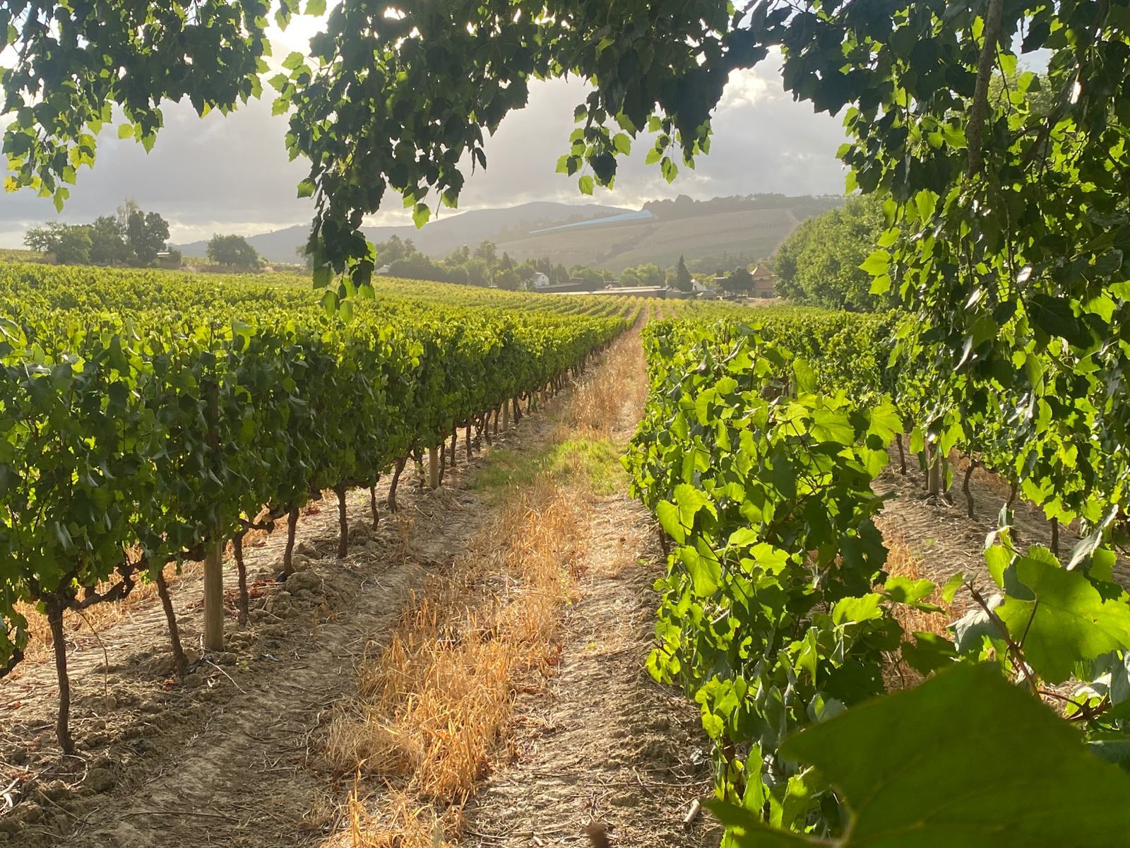 Rows of vines in the Morgenhof Estate vineyard with mountains beyond