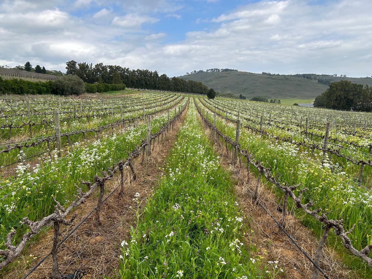Vineyard rows with spring cover crops at Morgenhof Estate